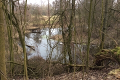 łabędzie