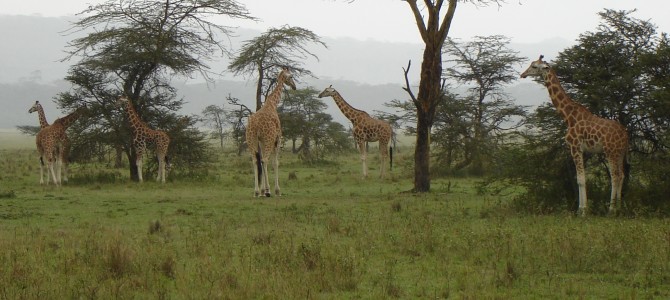 Wolontariat w Malawi